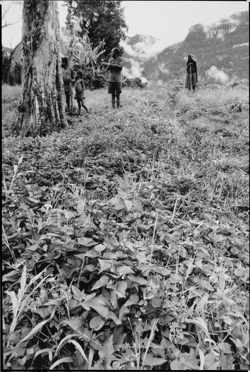 man and children in potatoe field           